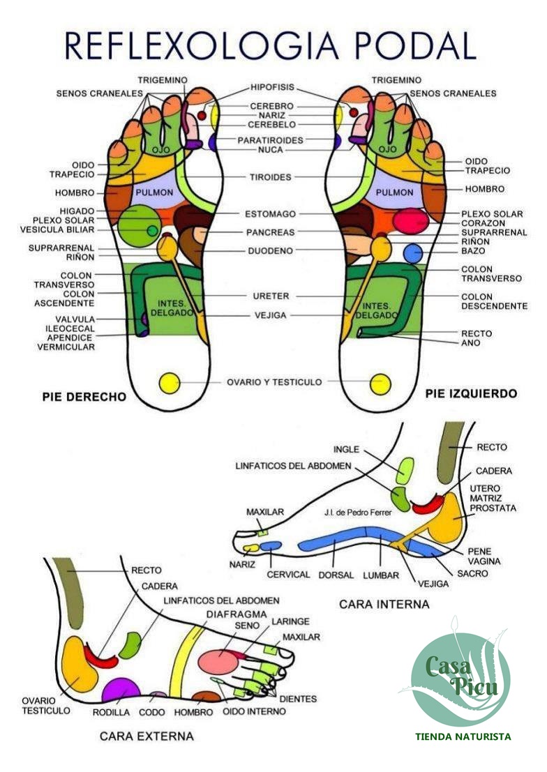 Reflexología podal Reflexología podal