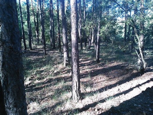 Empresa limpieza bosque Prades