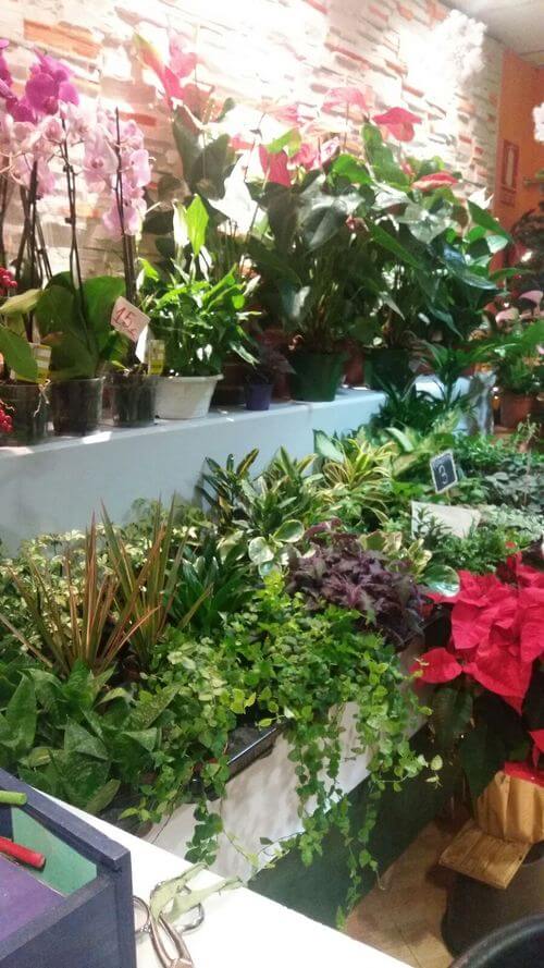 Plantas Para Regalar Reus