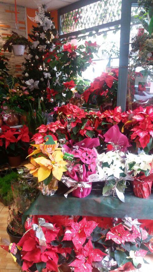 Floristeria en Reus Plantas