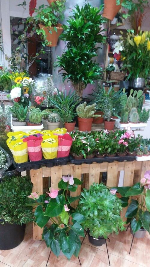 Regalo de Plantas